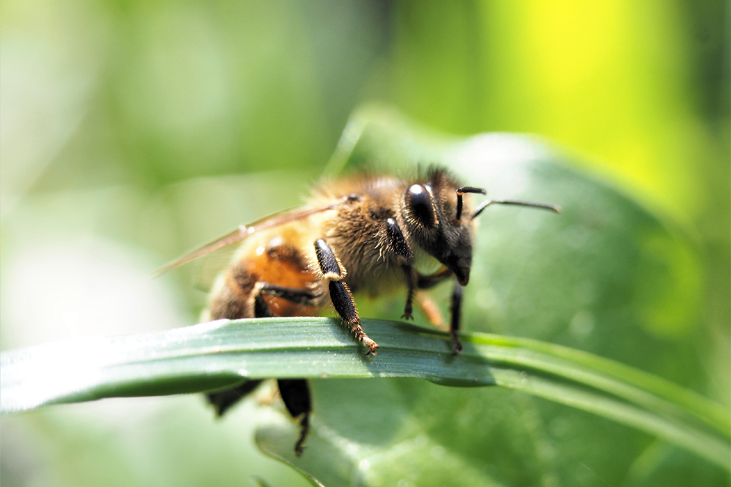 Honigbiene auf Grashalm. Foto: Roy Schwichtenberg